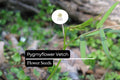 Pygmyflower Vetch Seeds, Ground Cover, Pollinator-Friendly Wildflower, Vicia minutiflora, 15 Seeds