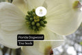 Florida Dogwood Seeds – Cornus florida, 5 Pack, White & Pink Blooms, Ornamental Tree, Native Plant for Garden, Wildlife-Friendly