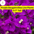 Purple Bougainvillea Live Plant - 5-7 Inches Tall - Vibrant Purple Bracts, Drought-Tolerant, Fast-Growing Vine - Bougainvillea glabra