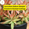 Sedum Adolphi 'Firestorm' Succulent Cuttings – 5 Rooted Live Plants with Red-Orange Foliage for Gardens, Containers, and Hanging Baskets
