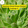 Aeonium Succulent Plant + 2" Rooted Cuttings + Green with Red Edges + Aeonium simsii