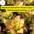 Aeonium Succulent Cuttings - Variegated ‘Dream Color’ Kiwi, Rosette, Drought-Tolerant, Live Plant, Indoor & Outdoor Gardening