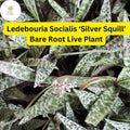Ledebouria socialis ‘Silver Squill’ Bare Root Succulent Plant – Variegated Silver-Spotted Foliage, Drought-Tolerant, Indoor & Outdoor Use