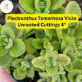 Plectranthus tomentosa Vicks Plant | 3 Live Succulent Cuttings | Aromatic Fuzzy Leaves | Easy-Care Indoor Herb