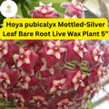 Hoya pubicalyx Mottled-Silver Leaf Bare Root Wax Plant 5” – Tropical Vining Houseplant with Fragrant Star-Shaped Flowers