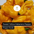 Sweet Yellow Habanero Pepper Seeds – Heirloom, Non-GMO, Fruity Flavor, No Heat, Capsicum chinense, 20 Seeds