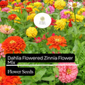 Dahlia Flowered Zinnia Seeds – Large Vibrant Blooms, Pollinator-Friendly, Easy to Grow – Zinnia elegans, Mixed Colors