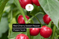 Sweet Red Cherry Pepper Seeds – Heirloom, Non-GMO, Small, Round, Capsicum annuum, 25 Seeds