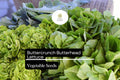 Buttercrunch Lettuce Seeds – Heirloom, Heat-Tolerant, Tender & Sweet, Lactuca sativa