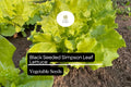 Black Seeded Simpson Lettuce Seeds – Heirloom, Fast-Growing, Tender & Crisp – Lactuca sativa, Salad Greens, Container Gardening
