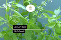 Lemon Basil Seeds – Heirloom Herb, Culinary & Tea Variety, Ocimum basilicum var. citriodorum
