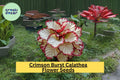 Crimson Burst Calathea Seeds – Exotic Foliage Houseplant, Rare Tropical Plant for Indoor & Outdoor Gardens