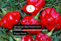 Jamaican Red Mushroom Pepper Seeds – Heirloom, Spicy, Smoky, High-Yield Capsicum chinense, Unique Mushroom-Shaped Hot Pepper Seeds