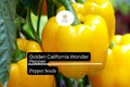 Golden California Wonder Pepper Seeds – Heirloom, Sweet & Crisp, High-Yielding, Capsicum annuum