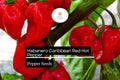 25 Caribbean Red Habanero Pepper Seeds – Capsicum chinense – Super Hot, Fruity Flavor, High-Yielding, Drought-Tolerant