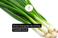 Evergreen Bunching Onion Seeds, Allium fistulosum, Heirloom, Non-GMO, Green Stalks, Continuous Harvest