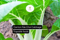 Canton Pak Choi Seeds – Non-GMO Asian Greens for Container Gardening, Tender White Stems & Deep Green Leaves, Brassica rapa