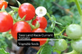 Tess' Land Race Currant Tomato Seeds | Heirloom Tiny Cherry High-Yield Vegetable Seed