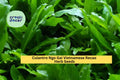 3 Pack Culantro Seeds Ngo Gai Vietnamese Recao Herb Eryngium foetidum for Garden, Container, Herb Bed