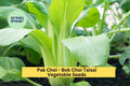 Bok Choi Taisai Seeds – 3 Pack, Asian Greens for Garden, Containers, Fast-Growing Brassica rapa subsp. chinensis