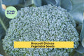 Broccoli Di Cicco Seeds – Italian Heirloom, Compact Green Vegetable Seeds for Home Garden, Brassica oleracea var. italica, 3 Pack