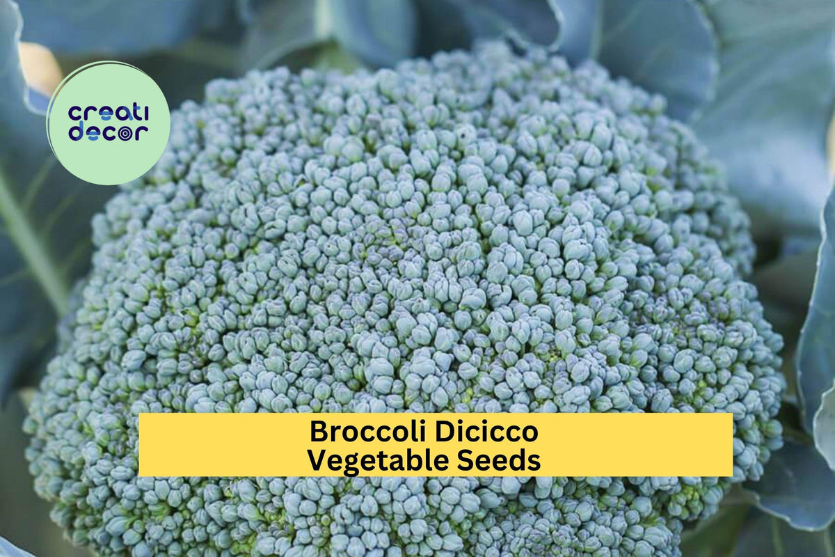 Broccoli Di Cicco Seeds – Italian Heirloom, Compact Green Vegetable Seeds for Home Garden, Brassica oleracea var. italica, 3 Pack