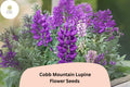 Cobb Mountain Lupine Seeds – Purple Flowering Perennial for Gardens, Borders, Pollinator Attractant, 25+ Seeds, Lupinus 'Cobb Mountain'