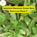 Bare Root Succulent Plants – Aeonium decorum ‘Green’ – Rosette-Forming, Drought-Tolerant, Easy-Care Indoor & Outdoor Plant