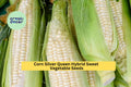 3pcs Silver Queen Hybrid Sweet Corn Seeds – White Kernels, Tender Ears, Garden, Backyard, Planting Seeds Zea mays