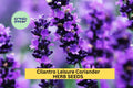 3pcs Cilantro Seeds – Coriandrum sativum Leisure Slow-Bolting Herb for Cooking, Salsa Gardens & Herb Planters