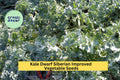 3pcs Dwarf Siberian Kale Seeds Brassica oleracea Cold Hardy Leafy Green for Garden, Cooking & Juicing