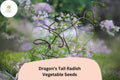500+ Dragon's Tail Radish Seeds – Edible Purple Seed Pods, Heirloom, Spicy & Crisp, Heat-Tolerant, Fast-Growing, Summer Garden Plant