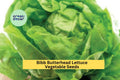 3pcs Bibb Butterhead Lettuce Seeds – Heirloom Lactuca sativa with Soft, Tender, Sweet Leaves for Raised Beds & Containers
