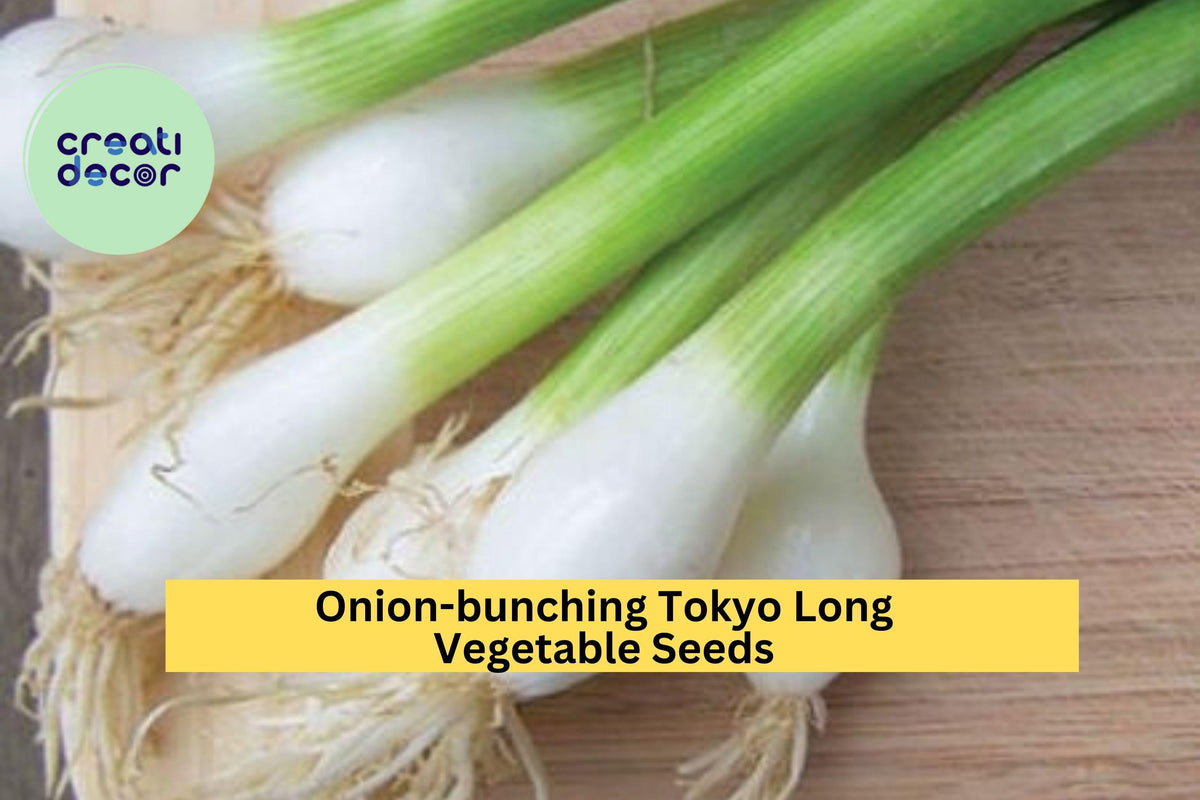 3pcs Bunching Onion Seeds – Tokyo Long Allium Fistulosum, Mild Scallion for Stir-Fries & Soups
