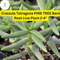 Crassula Tetragona 'Pine Tree' Succulent | Live Bare Root Plant | Needle-Like Green Foliage | Drought-Tolerant Indoor & Outdoor Plant