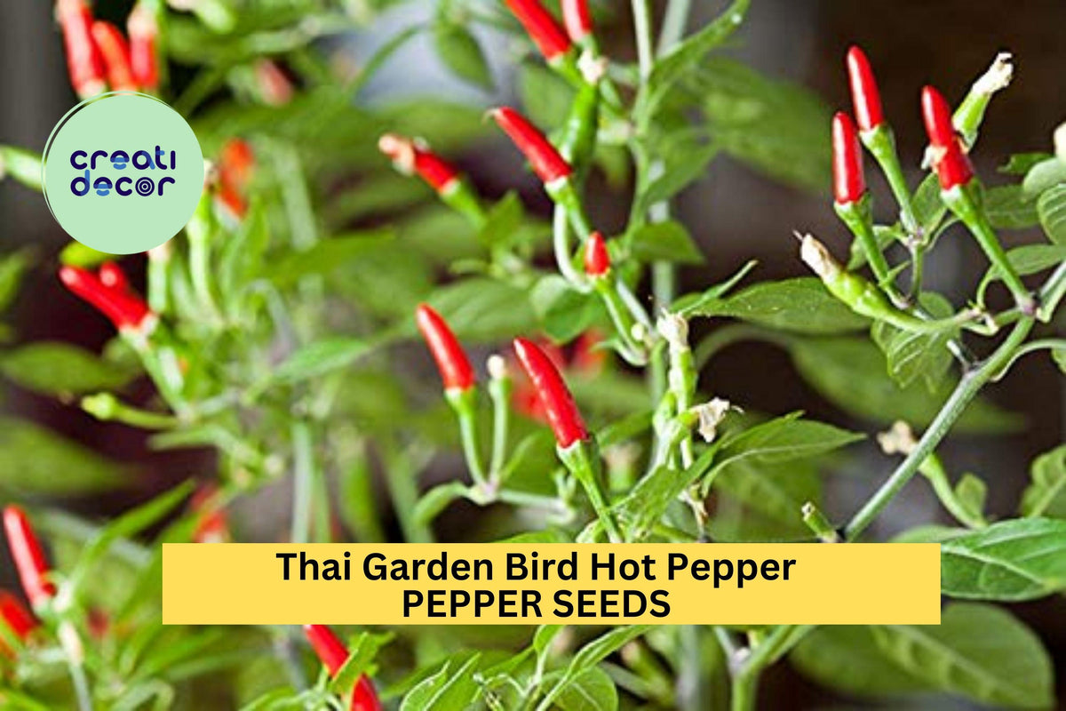 Thai Bird Chili Seeds – 3 Pack, Spicy Red Capsicum annuum for Garden, Container, Hot Sauce, Thai Cooking