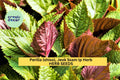 3pcs 500mg Jeok Ssam Ip Perilla Seeds – Korean Shiso Herb with Purple Leaves for Culinary & Garden Growing, Perilla frutescens var. crispa