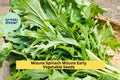3pcs Mizuna Spinach Seeds – Fast-Growing Brassica rapa var. nipposinica for Salads & Stir-Fry, Cool Season Leafy Greens