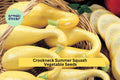 Early Crookneck Squash Seeds – 3 Packs of 10 Premium Cucurbita pepo Heirloom Yellow Summer Squash for High Yields, Easy Garden Planting