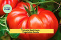 Beefsteak Tomato Seeds 3 Packs 300mg Juicy Large Slicer Variety Solanum lycopersicum for Home Garden, Summer Vegetable Gardening