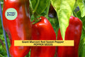 3pcs of 250mg Giant Marconi Red Sweet Pepper Seeds, Capsicum annuum, Large Tapered Sweet Peppers for Roasting, Frying & Home Gardens