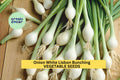 3pcs White Lisbon Bunching Onion Seeds – Mild Green Scallions for Gardening – Fast-Growing Allium fistulosum Seed Pack