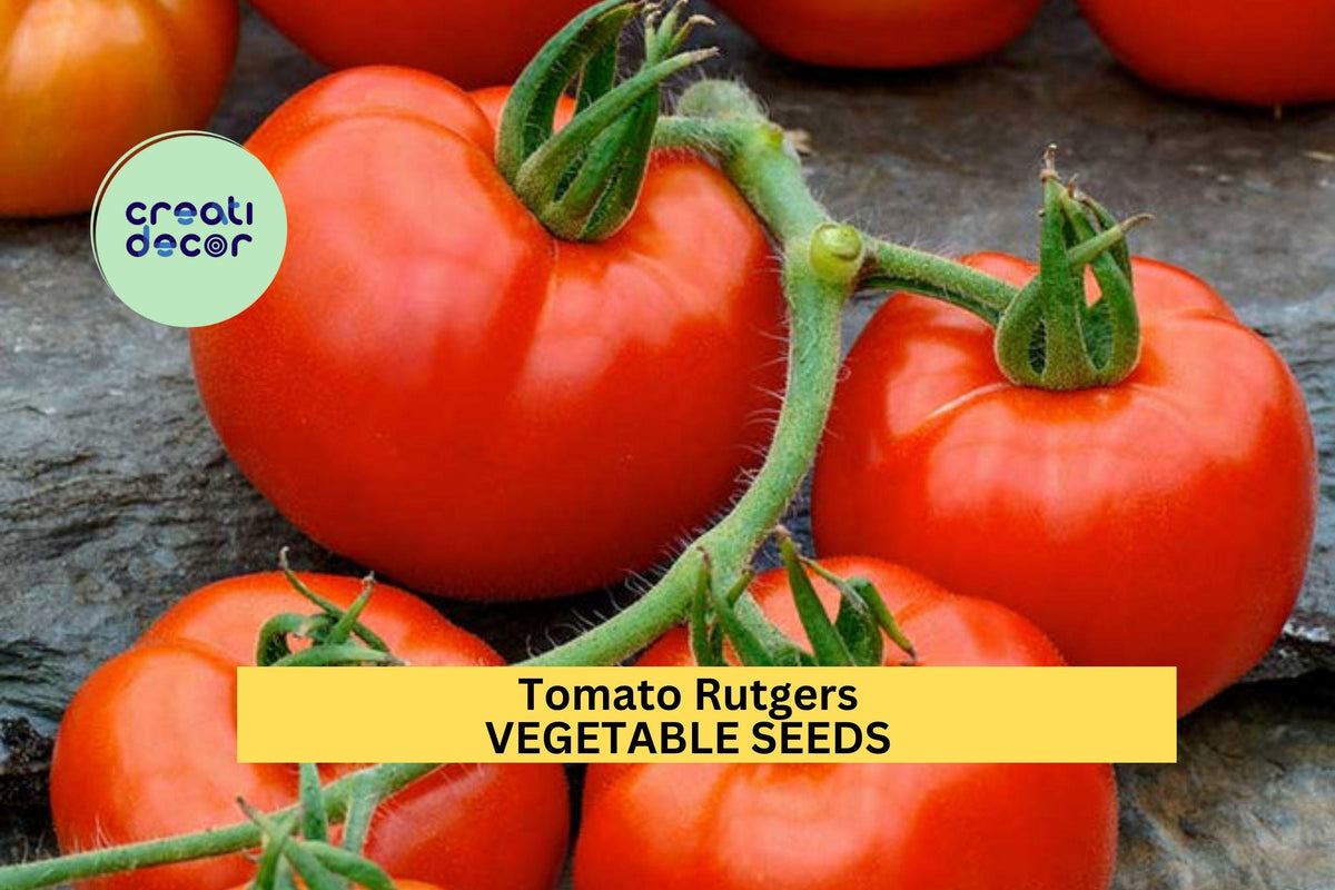 Tomato Seeds 3-Pack 100mg Rutgers Heirloom Juicy Red Solanum lycopersicum for Home Garden & Containers