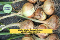 Walla Walla Sweet Onion Seeds 3-Pack – Heirloom Allium cepa for Salads, Grilling & Cooking