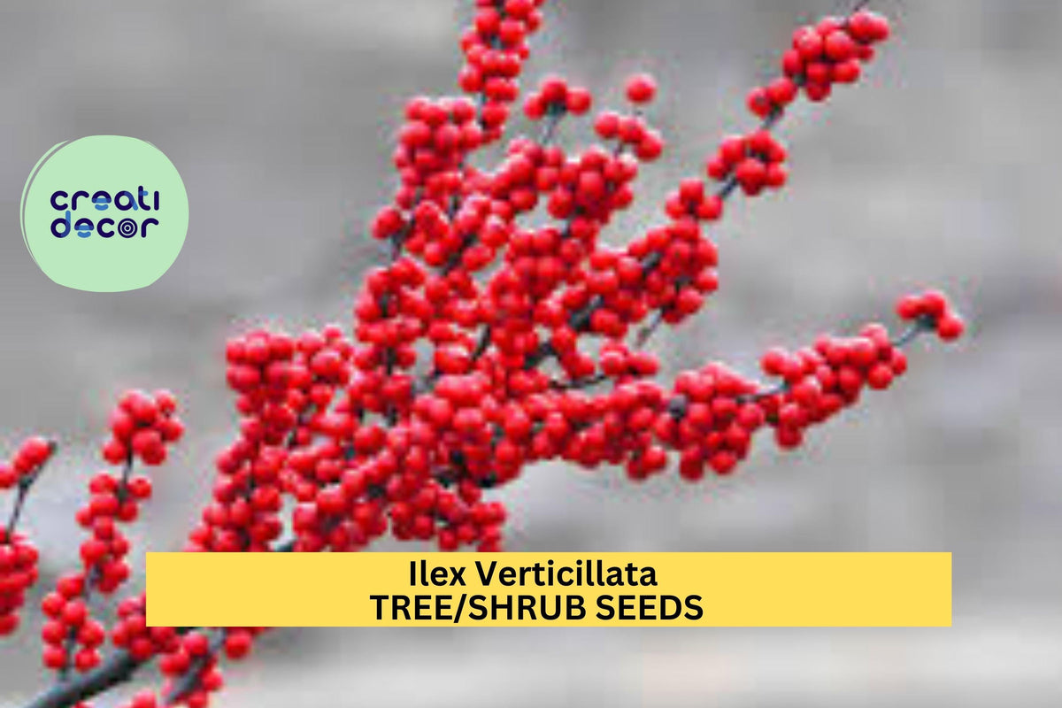3pcs Ilex verticillata Winterberry Holly Seeds for Landscaping, Wildlife Gardens & Decorative Hedges