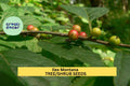 25 Seeds Ilex montana Mountain Holly Shrub for Native Gardens, Woodland Landscaping, Wildlife Gardens