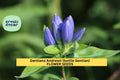 3pcs Gentiana andrewsii Bottle Gentian Seeds – Native Wildflower for Pollinator Gardens & Woodland Landscaping