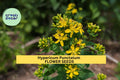 3 Pack Hypericum punctatum Seeds – Dotted St. John’s Wort Native Perennial for Pollinator Gardens & Meadows