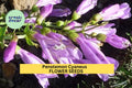 3pcs Penstemon cyaneus Seeds – Blue Penstemon Wildflower for Dry Gardens, Pollinator Habitat, Native Perennial