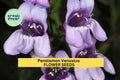 3pcs Penstemon venustus Seeds – Venus Penstemon Purple Flowers for Pollinator Gardens, Native Landscaping, Drought-Tolerant